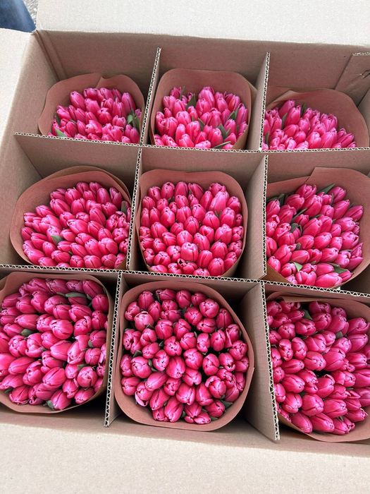 Тюльпаны премиум класса, с доставкой