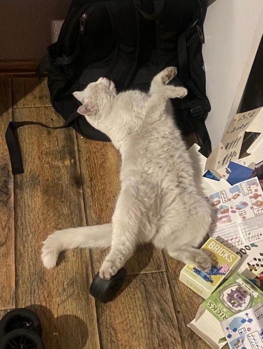 Отдам домашнюю кошку