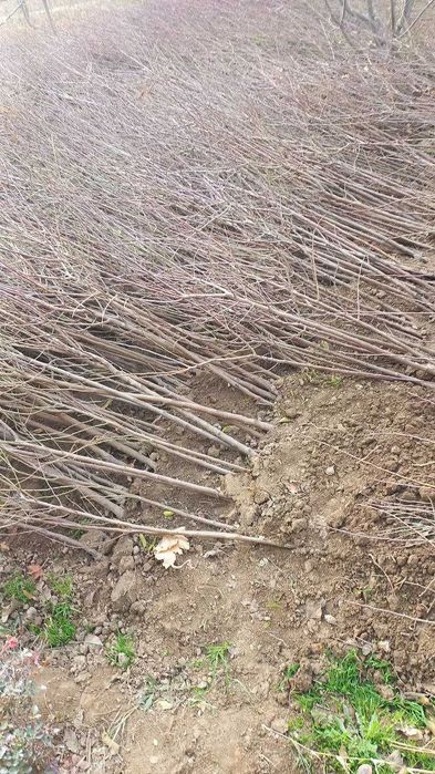 Мевали кучатлар сотилади