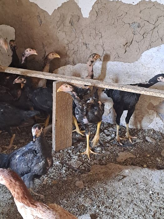 Продам     даканов