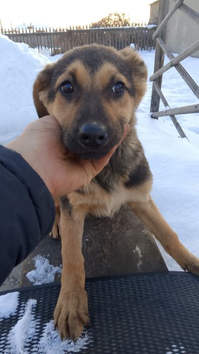 Отдам щенков в добрые руки