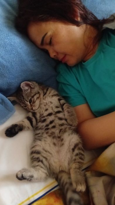 Активная котёнок