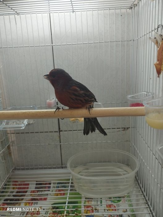 Красный черный мазайка сотилади. Нар