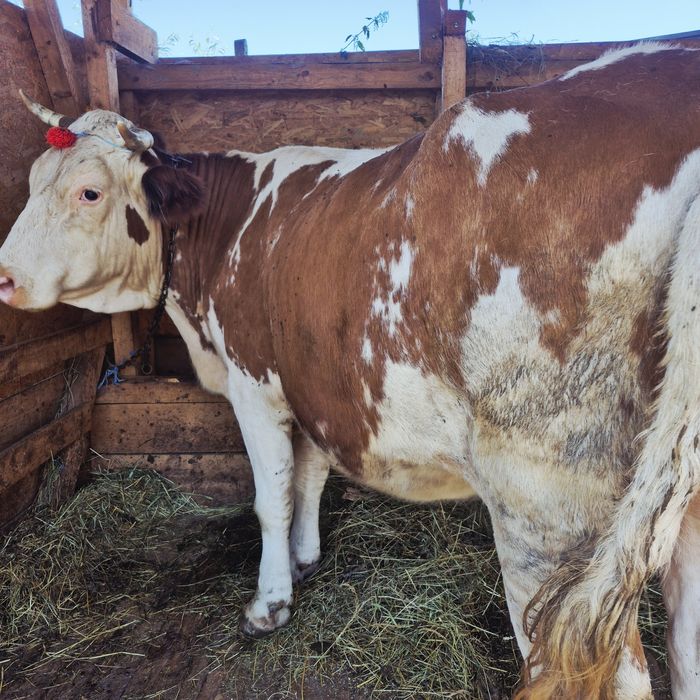 Vând vaca baltata romaneasca gestanta