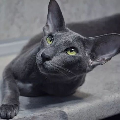 КОТЯТА "ОРИЕНТАЛЫ"- Luxorio Katano