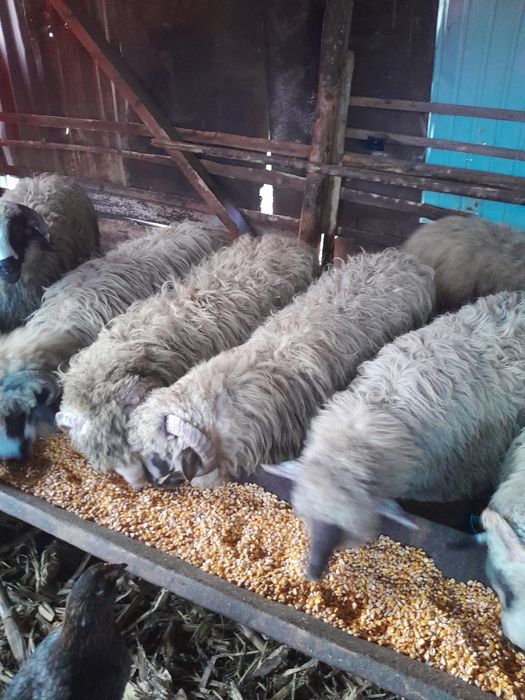 Noatini de vînzare .