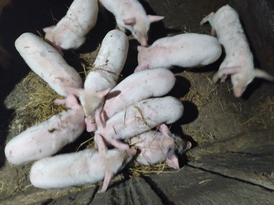Продам месячных поросят
