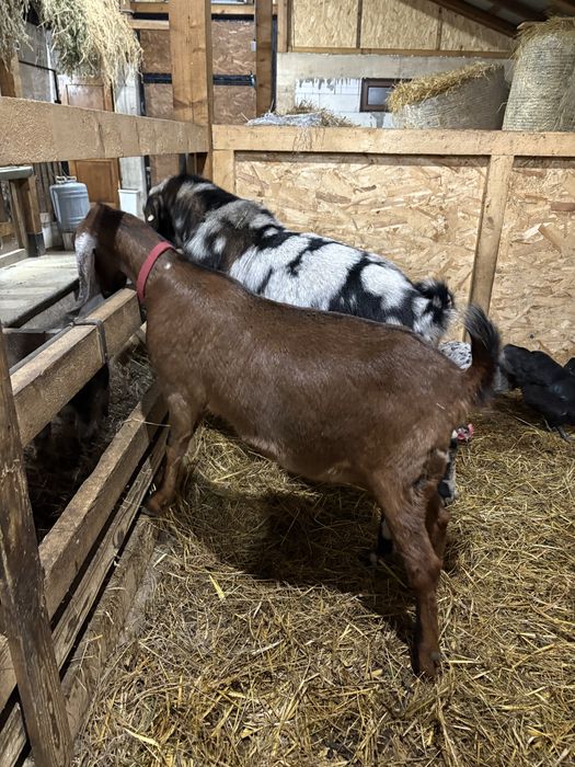 Capre Anglonubiene cu certificat de origine.