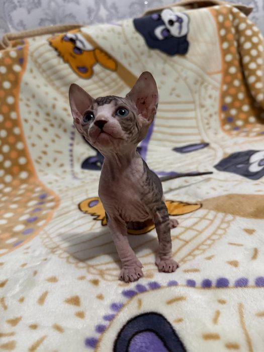 Котята Сфинкса 3 девочки 1 мальчик