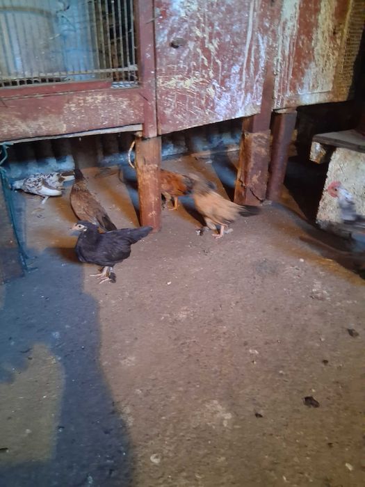 Cocoșei și gainușe pitice