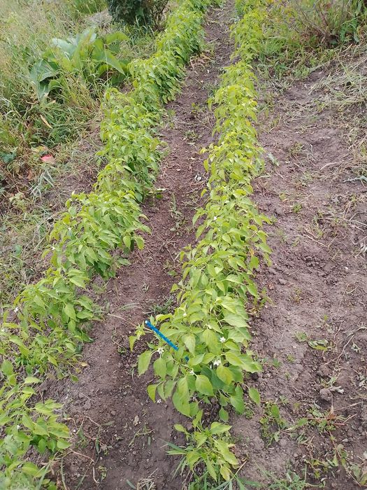 Две  дачи на кривом озере