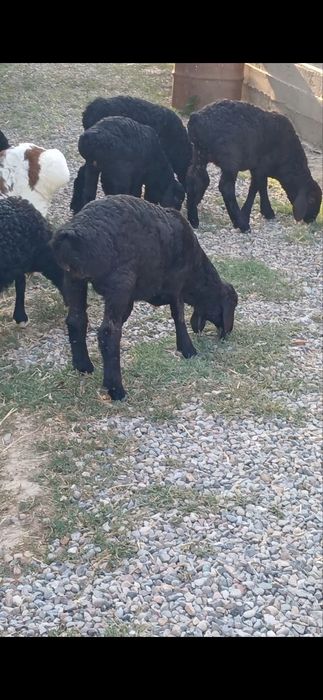 Qoy Qozila va Qochqorla sotiladi narhlari oziga qorab
