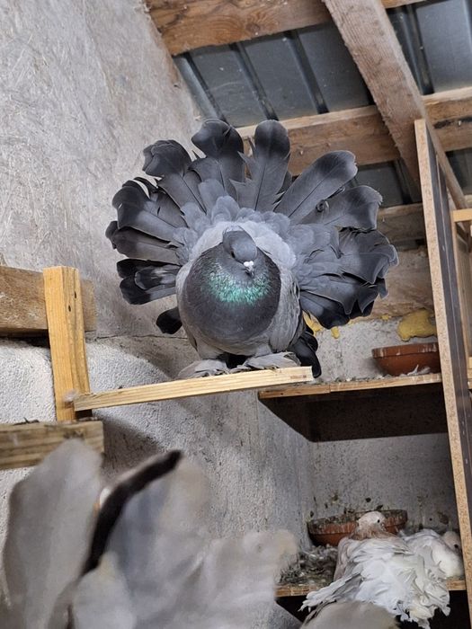 Indieni Voltați indieni