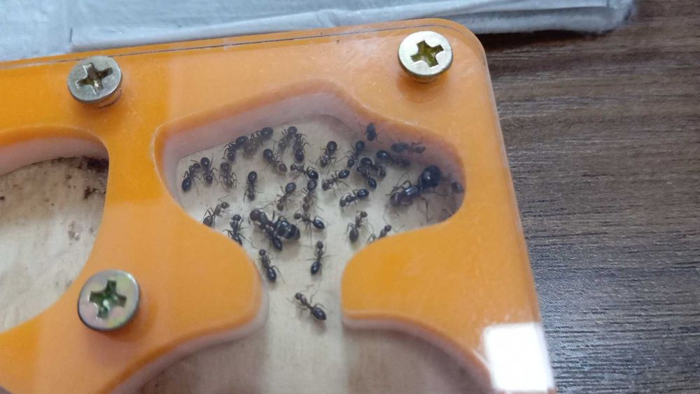 Муравьи. Муравьиные семьи