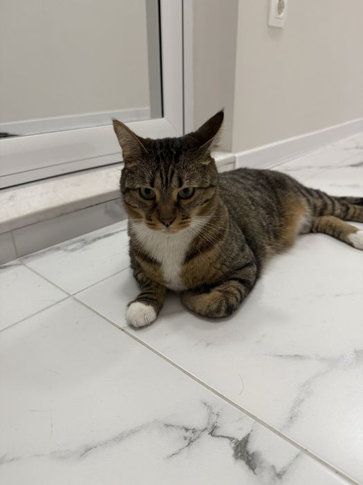 Спешно търси дом – ДОМАШЕН КОТАРАК