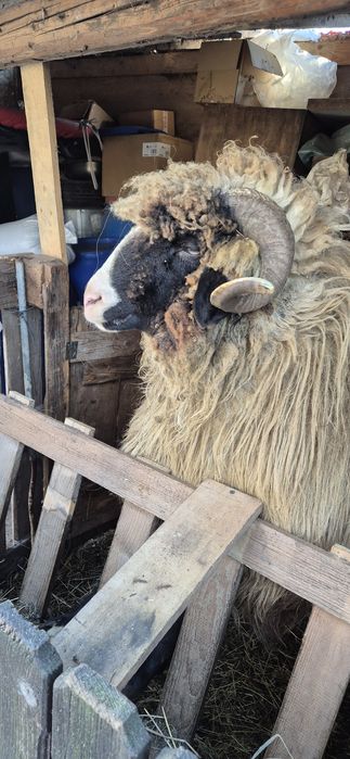 Schimb sau vand berbec