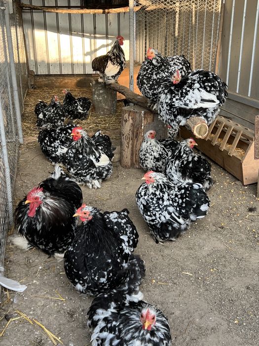 Oua de incubat colchinchina pitic