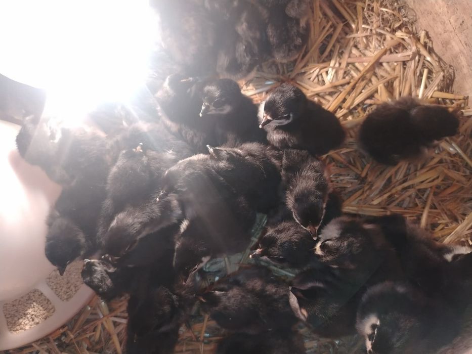 Vând pui Australorp