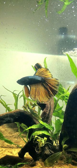 Masculi Betta Halfmoon Mustard