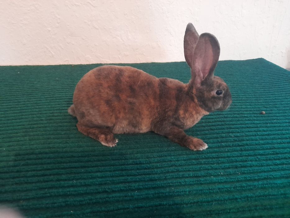 Кролченки рекса с окрасом гепарт