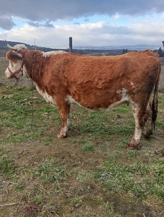 De vânzare o vaca gestanta în 6 luni