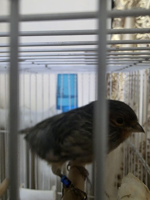 Канарейки пара красное дерево, чёрно-красный мозай