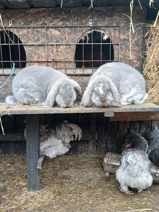 Vând iepuri berbec și uriaș german.
