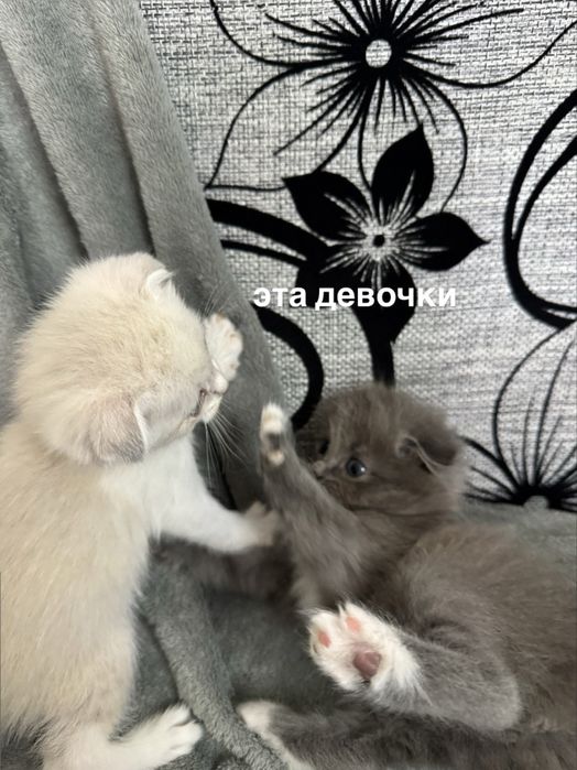 Вислоухие котята
