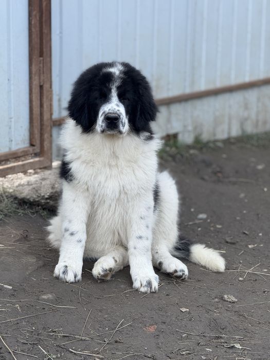 Ciobanesc romanesc de bucovina
