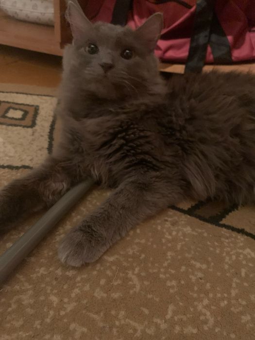 Отдам котов  бесплатно