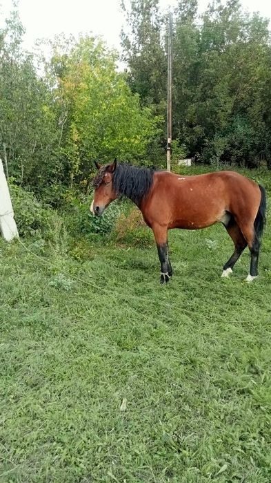 Продам или обменяю на КРС