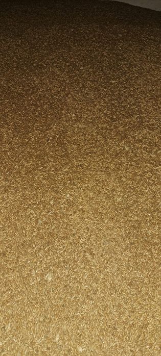 Porumb boabe și grâu furajer