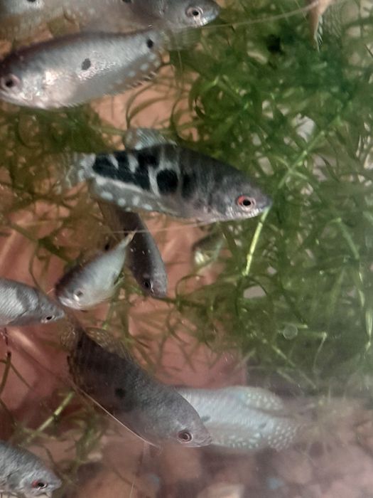 Аквариумные рыбки