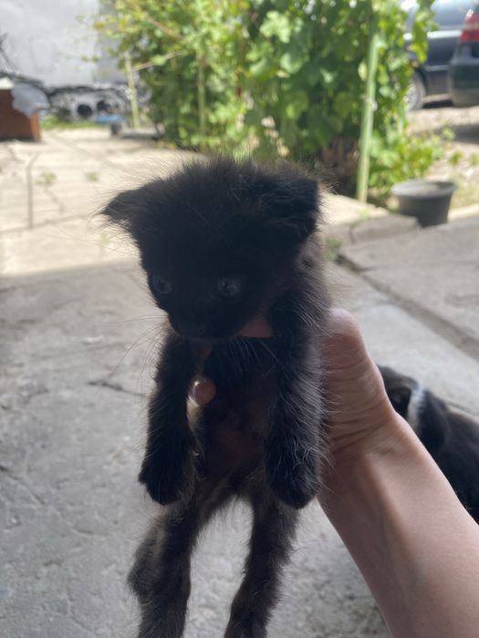 Отдам котят в хорошие руки