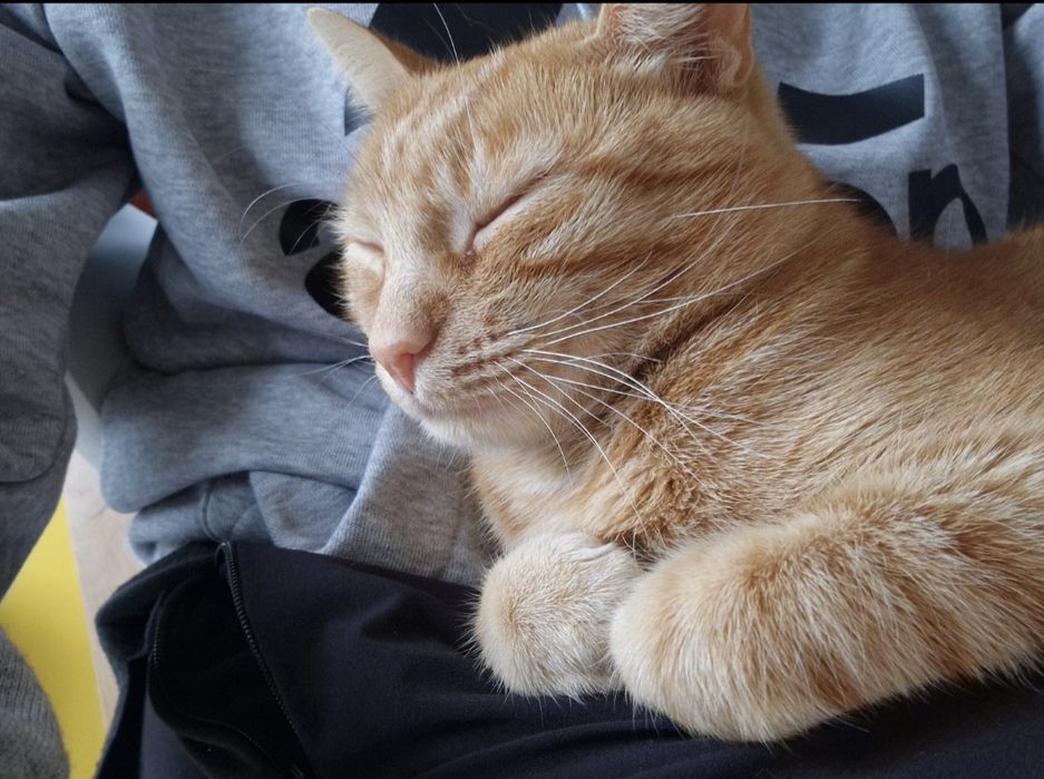 Pet sitter Cluj-Napoca