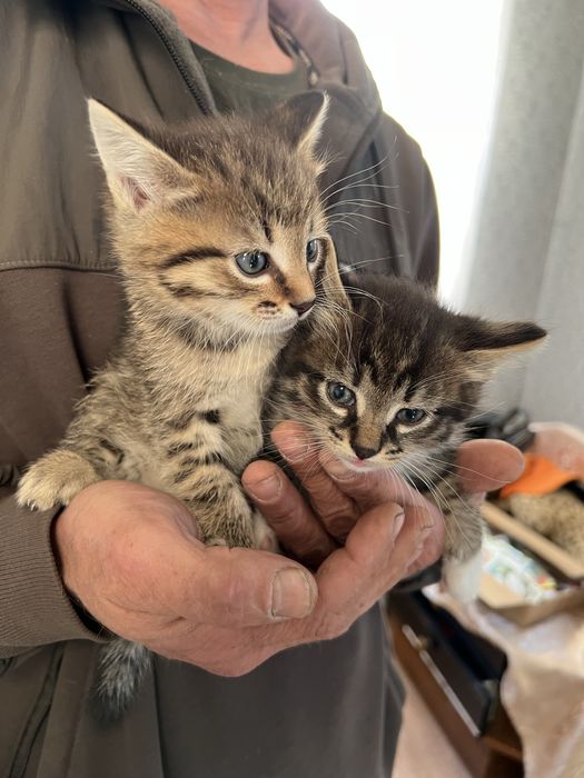 Котята в добрые руки !