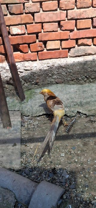 De vanzare fazan auriu pe roșu si auriu pe galben