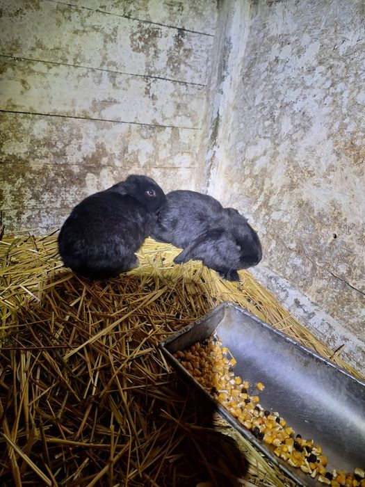 Vand iepuri BG de 1 luna