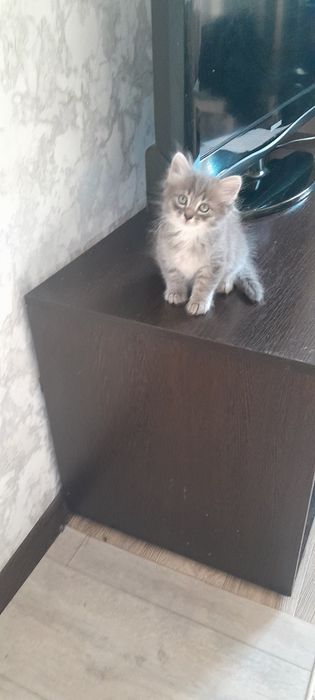 Отдам котят  в добрые руки