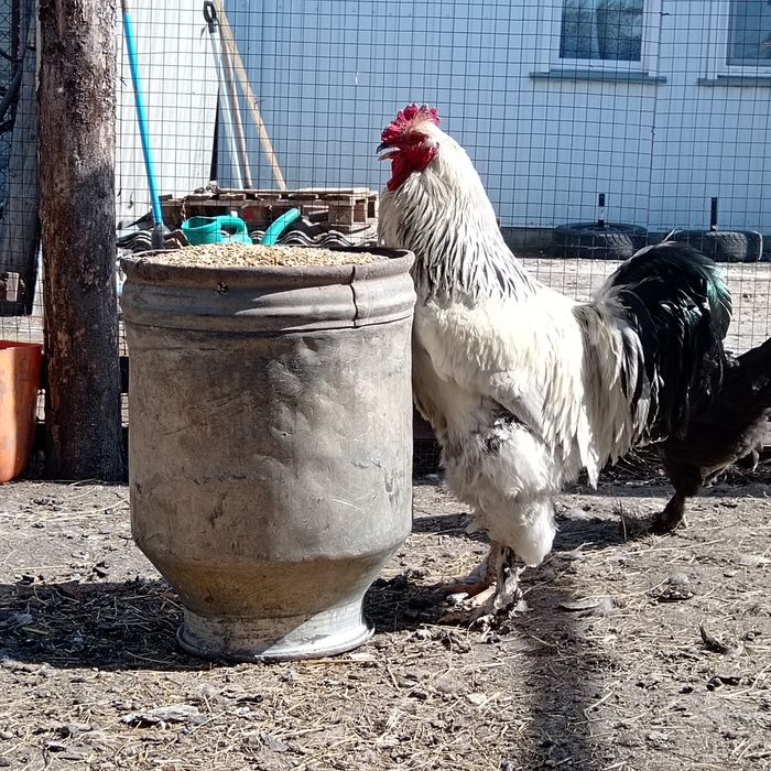 Продам петуха брама