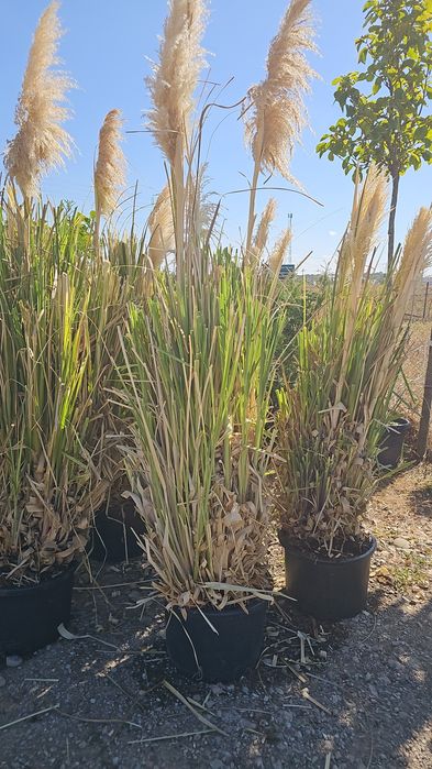 Pon pon  - Spurale  - Iarba de pampas  - Enupar