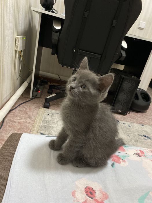 Котенок, бесплатно в добрые руки