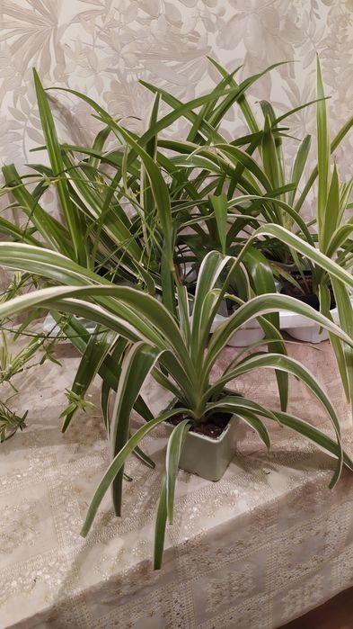 Продам ком. цветы выращенные дома.