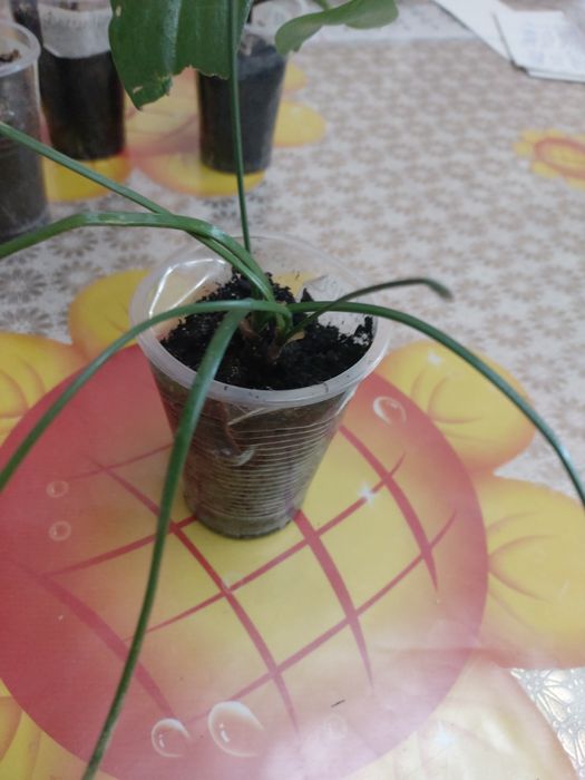 Абутилон,гибискусы