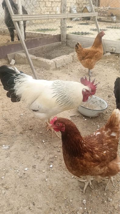 қораз(петух) сатамын