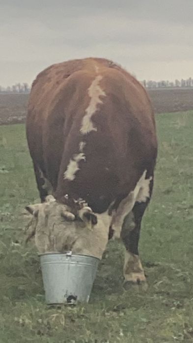 КРС, племянной бык герефорд