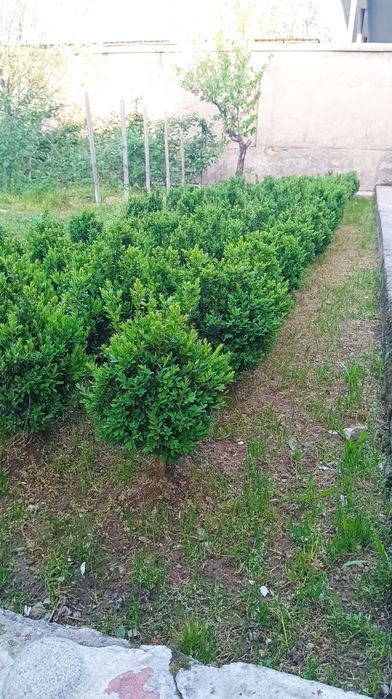 Шамшод хар хил катта кичик.