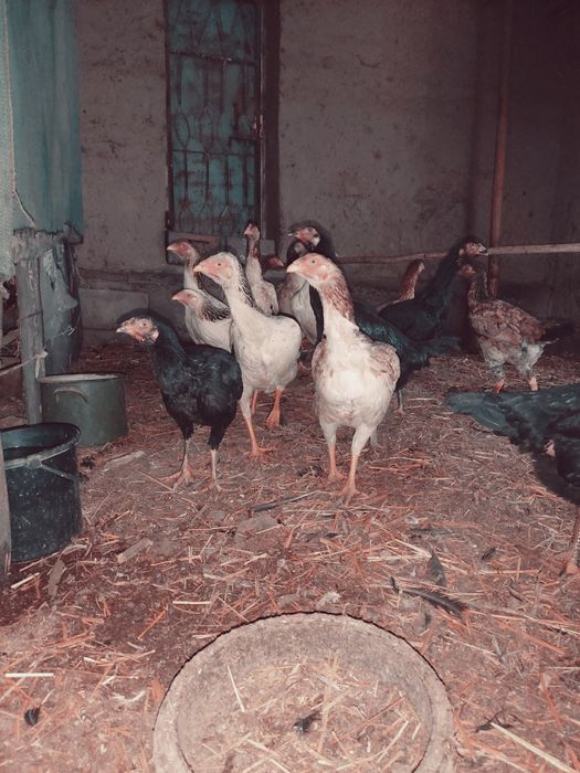 Dakan tuxmlari sotiladi