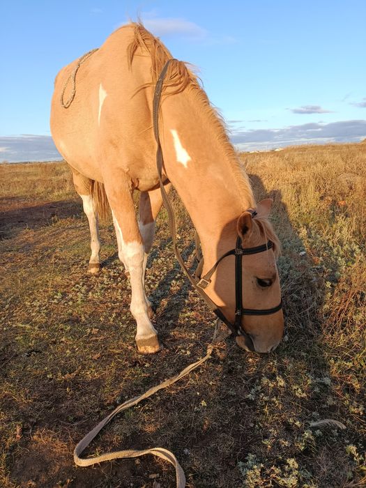 Продам пегова жеребчика