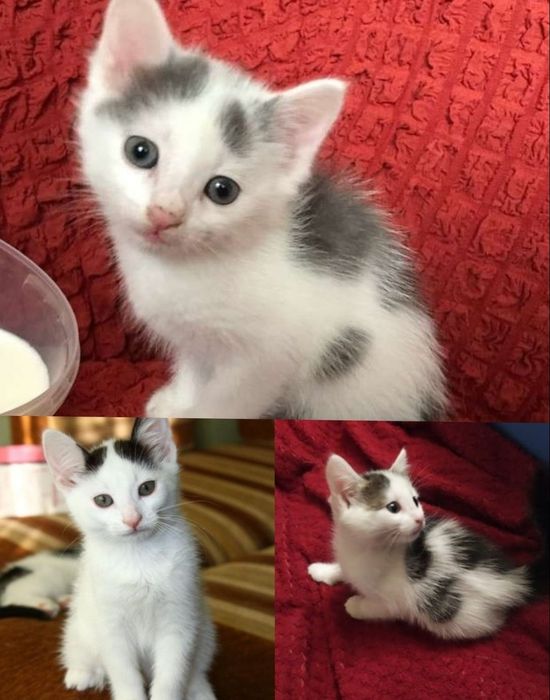 Отдаю котят бесплатно